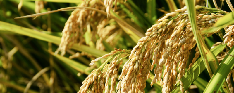 国良优958水稻种子特点，桂南在7月5日前播种