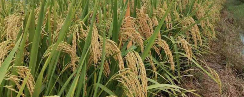 金针香水稻品种的特性，全生育期早稻平均124.3天