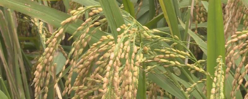 甜优翡翠水稻品种的特性，每亩有效穗数19.2万