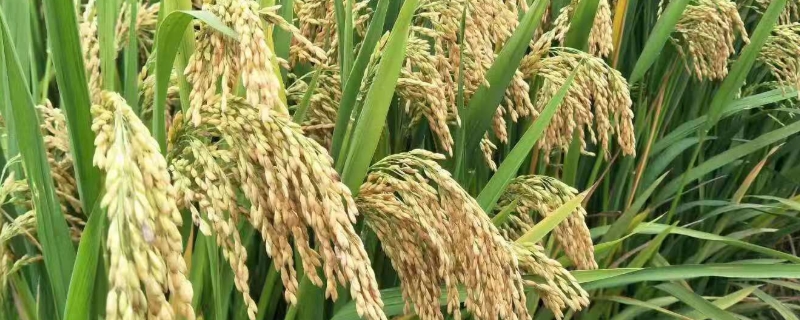 广香优银丝占水稻种子特征特性，每亩有效穗数17.3万