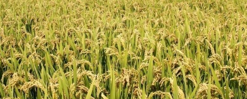 发优香占水稻种子介绍，每亩有效穗数19.0万