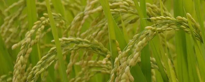 旱优711水稻种子简介，每亩有效穗数17.0万