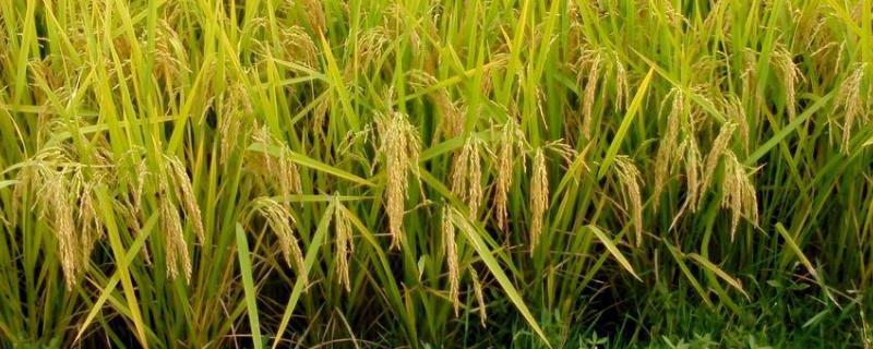 上优香巴巴水稻种简介，感温籼型三系杂交水稻品种