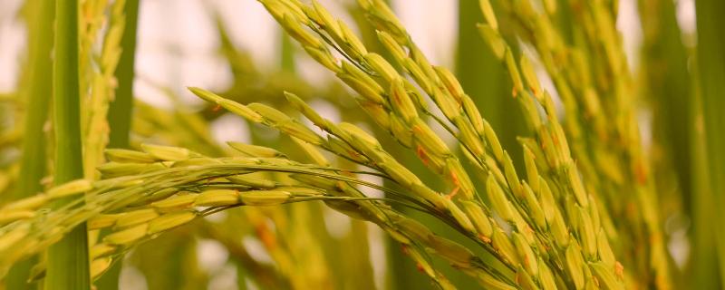 泰丰优8号水稻种子特点，感温籼型三系杂交水稻品种