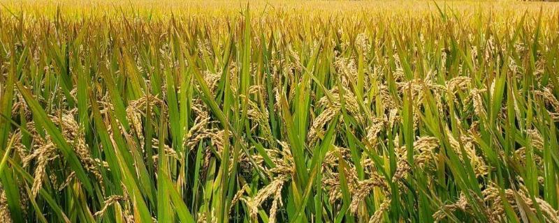 昱香两优香丝水稻种子介绍，每亩有效穗数20.3万