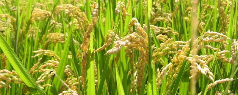 恒丰优15香水稻种子介绍，感温籼型三系杂交水稻品种