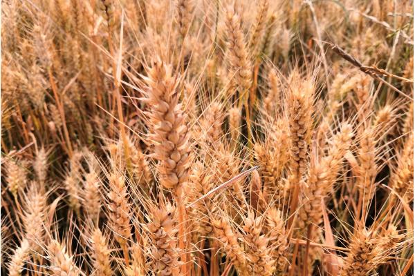 菏麦21小麦品种简介，生育期235天