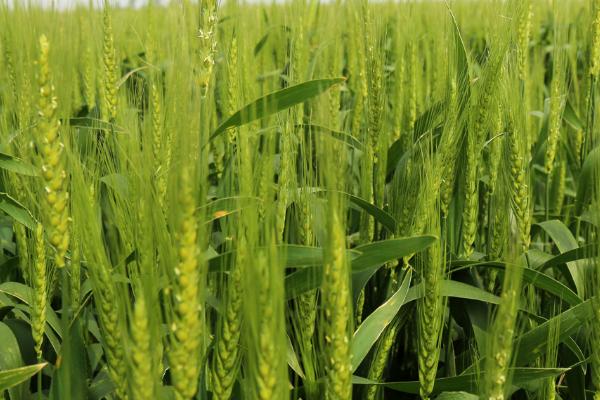 菏麦21小麦品种简介，生育期235天