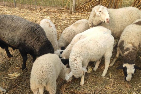 母绵羊有没有角，一般没有角或只有细小的角