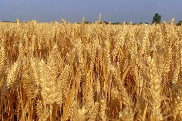 小麦种子高纯度繁育方法，按这六步走