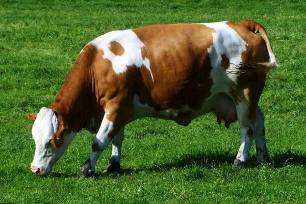 牛的四个胃分别是什么，分别为瘤胃、蜂巢胃、重瓣胃和皱胃