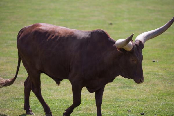 牛的四个胃分别是什么，分别为瘤胃、蜂巢胃、重瓣胃和皱胃