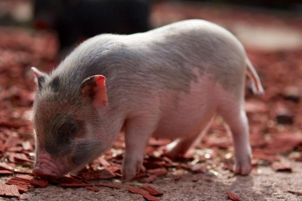 小猪从出生到配种需要几个月，通常需要8个月左右