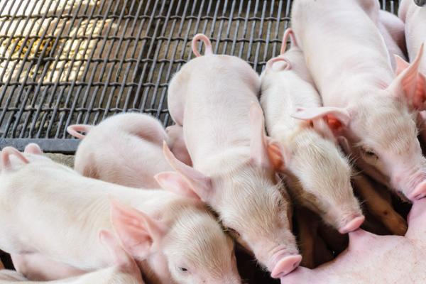 小猪从出生到配种需要几个月，通常需要8个月左右