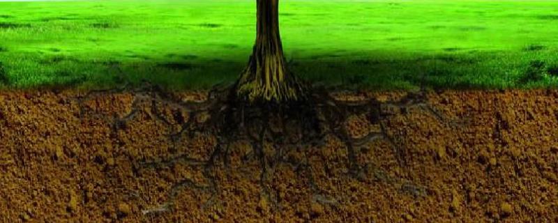 土壤酸碱度对作物生长有哪些影响，注意有这四方面