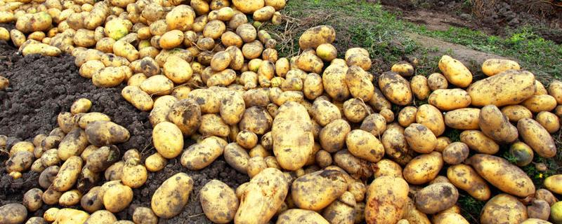 什么是马铃薯，也叫土豆、是一种粮食作物
