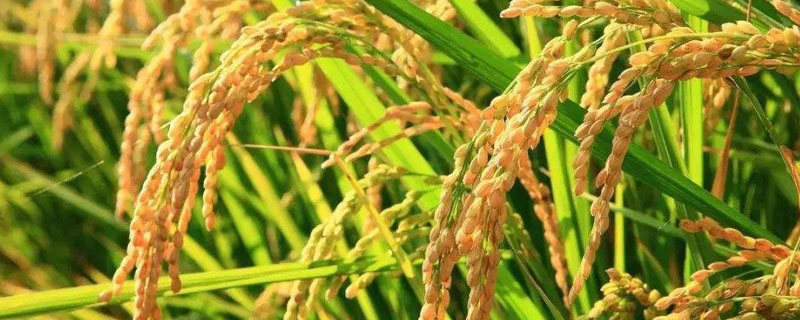 恒丰优1082水稻品种简介，桂南晚稻生育期113.7天