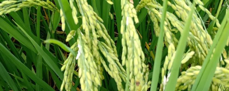 金珍优早丝水稻品种的特性，全生育期早稻118.0天