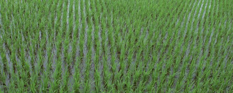 广8优8359水稻品种的特性，全生育期112～137天