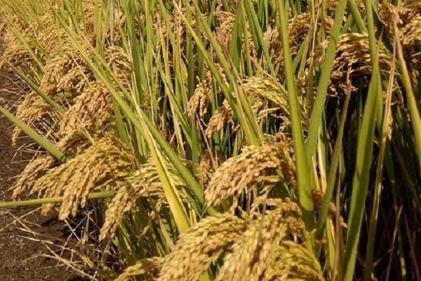 中科西陆4号水稻种子简介，注意防治各种病虫害