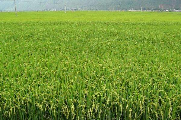 中科西陆4号水稻种子简介，注意防治各种病虫害