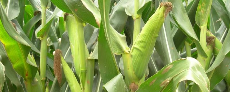 三峡玉27玉米种子简介，该品种属中熟杂交玉米