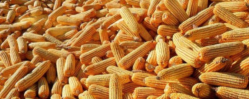 皇嘉18玉米种子特征特性，在区试3000株/亩密度下