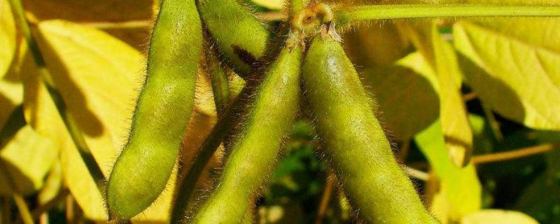万鲜2号大豆种子简介，适宜种植密度4～6万株/亩