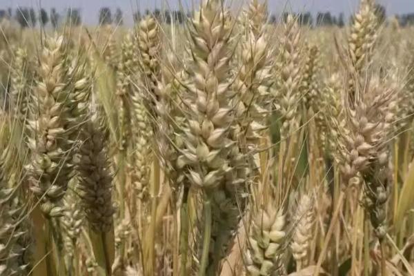 中科麦181小麦品种的特性，春性常规品种