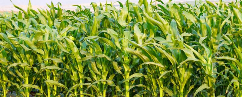 千单7号玉米品种的特性，春播平均生育期137.7天