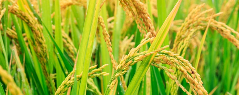 色香优海丝水稻品种简介，全生育期148～167天