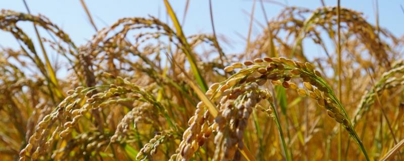 西大8优24水稻种子介绍，注意防治稻瘟病