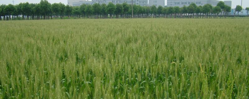中科麦38小麦种子简介，中抗条锈病