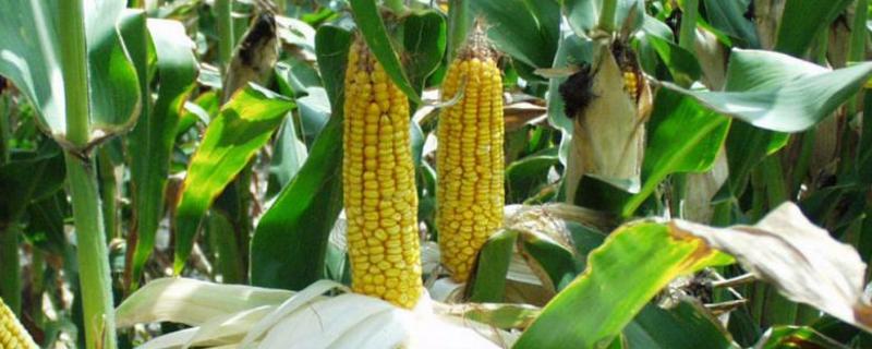 高玉5号玉米种子特点，春播平均生育期118.9天
