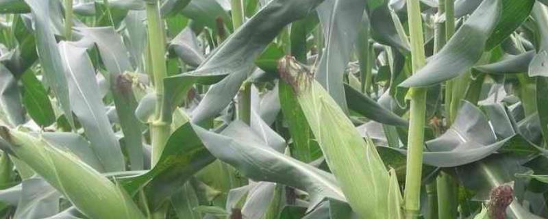 五谷2020玉米种子特点，春播平均生育期138.0天