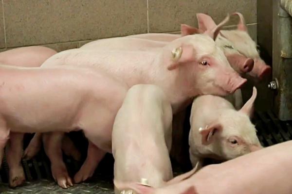 后备母猪一天要喂多少饲料，日喂量为2.5-3.5kg