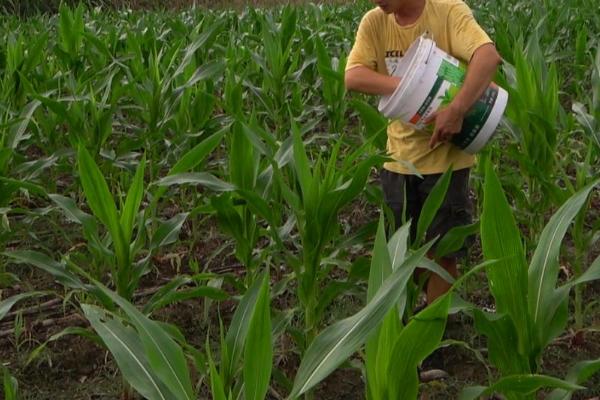 玉米地如何追肥，全生育期都要追施磷肥