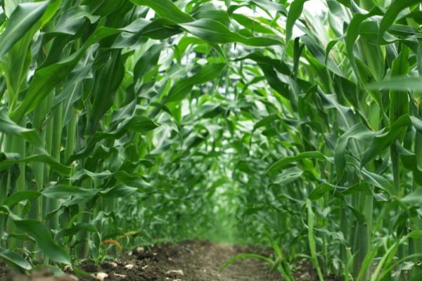 玉米地如何追肥，全生育期都要追施磷肥