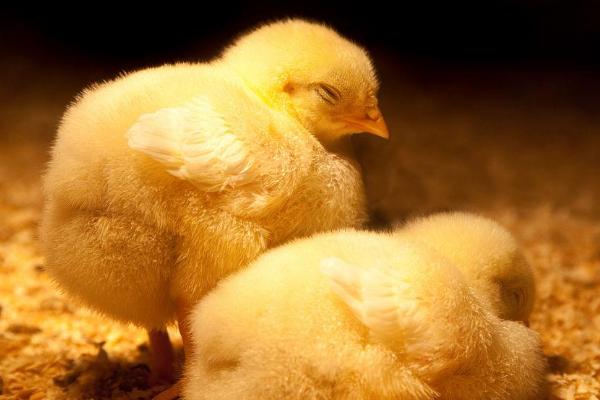 为什么小鸡喝水后会死，羽毛被打湿后容易患病死亡