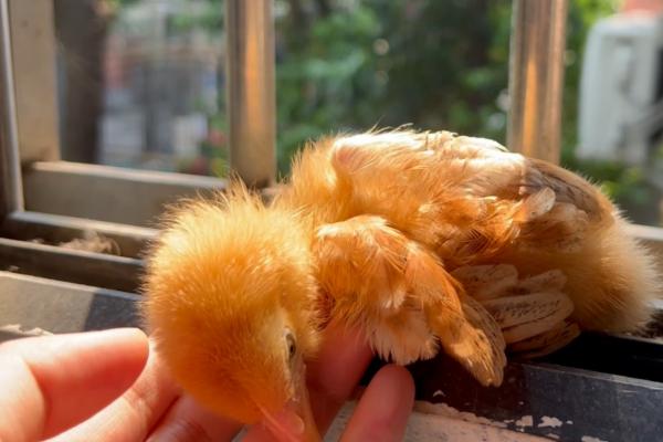 为什么小鸡喝水后会死，羽毛被打湿后容易患病死亡