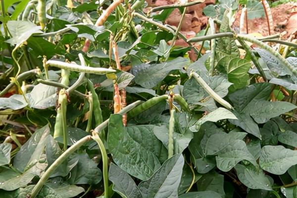 冬季豆类作物如何浇水施肥，尽可能减少复合肥的使用