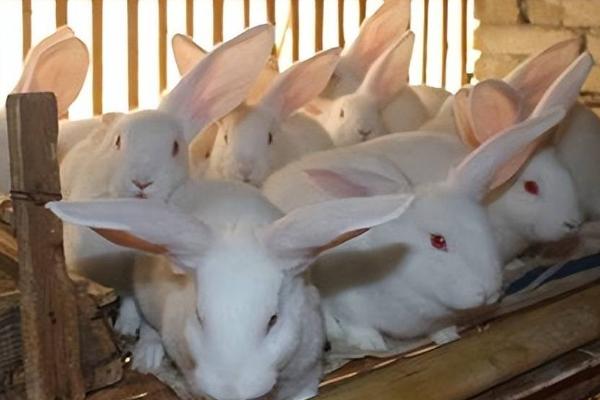 兔子拉稀的原因，可能是饮食不当或肠道菌群紊乱导致的
