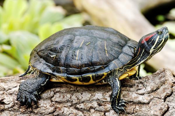 乌龟的寿命，一般在20-50年之间