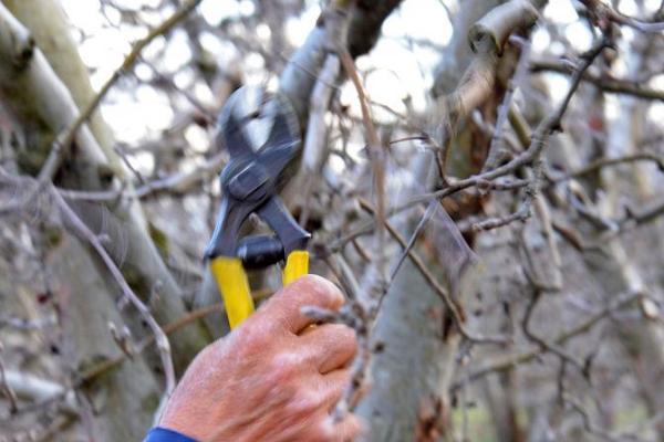 苹果树几月份修剪，1月中旬至3月上旬为宜