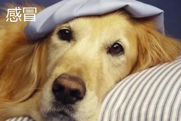 狗狗鼻炎和感冒的区别，症状明显不同