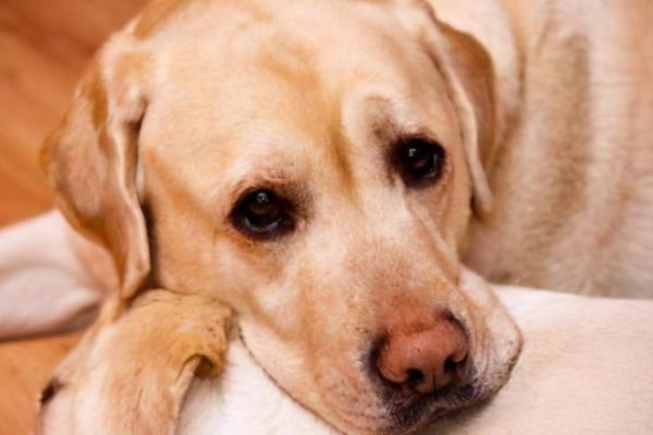 狗狗鼻炎和感冒的区别，症状明显不同