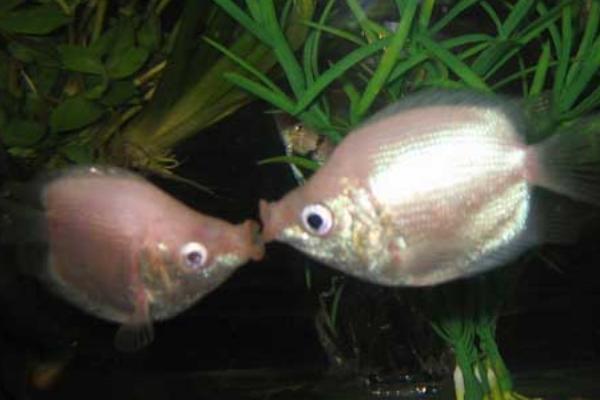 鱼如何繁殖后代，分为卵生、卵胎生、胎生