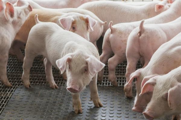 猪为什么会缺钙，饲料中钙磷缺乏或比例失调等都会导致