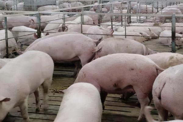 猪为什么会缺钙，饲料中钙磷缺乏或比例失调等都会导致