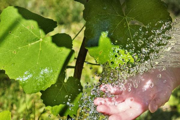葡萄如何浇水，不同生长时期的浇水方法都不同